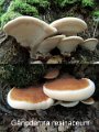 Ganoderma resinaceum-amf820